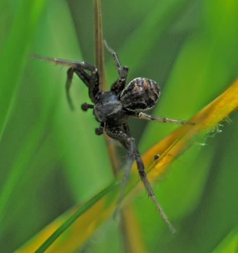 Xysticus sp.